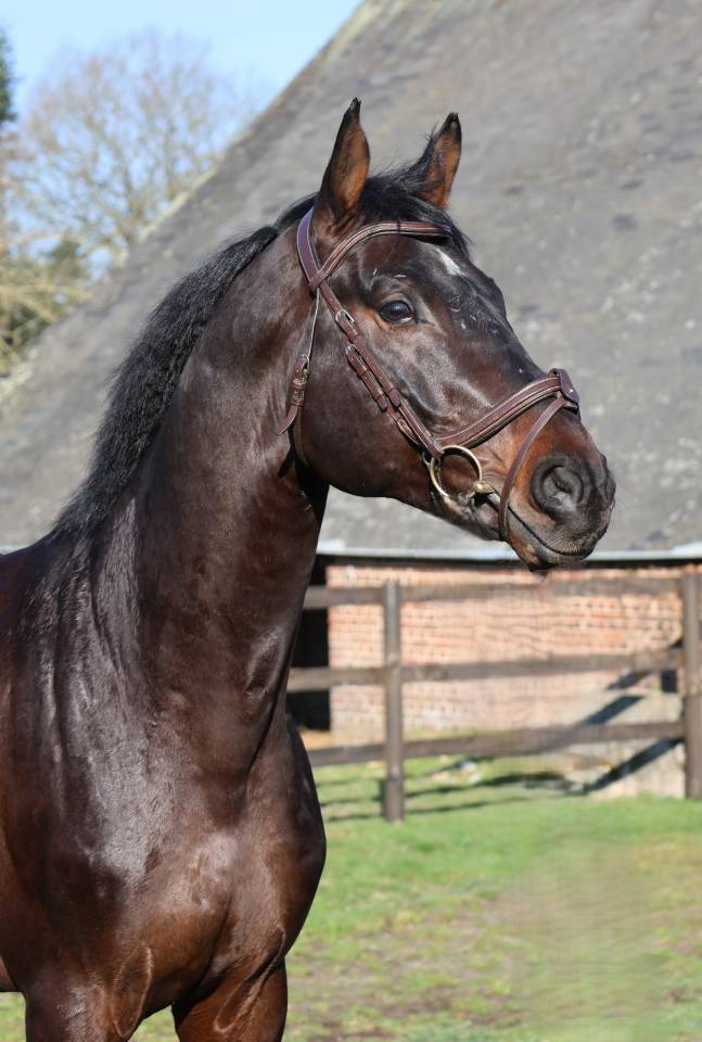 Ruin Holsteiner Te koop 2020 Donker bruin / bai ,  Q-OXFORED QUALITY