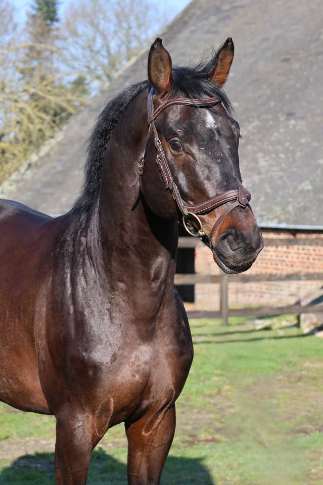 Ruin Holsteiner Te koop 2020 Donker bruin / bai ,  Q-OXFORED QUALITY