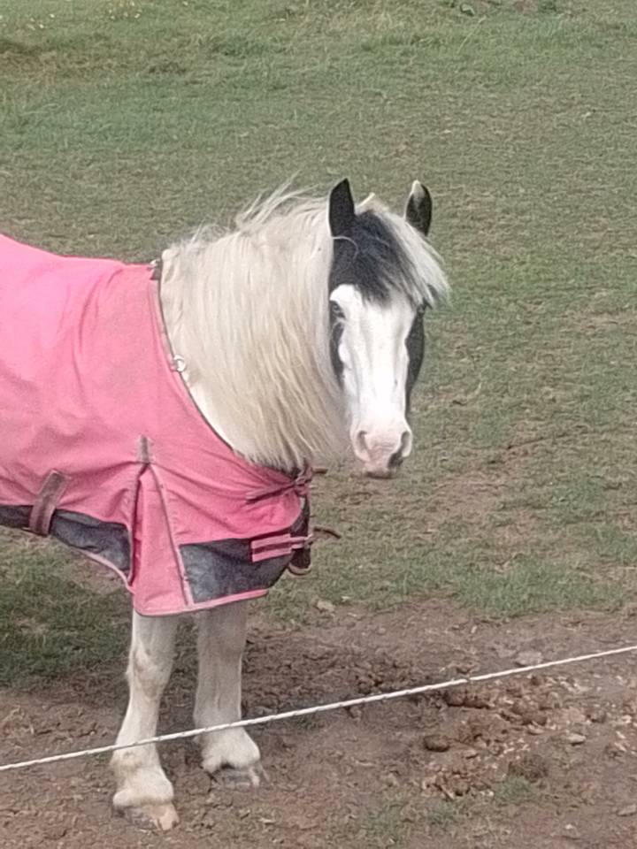 Merrie Tinker Te koop 2019 Bont