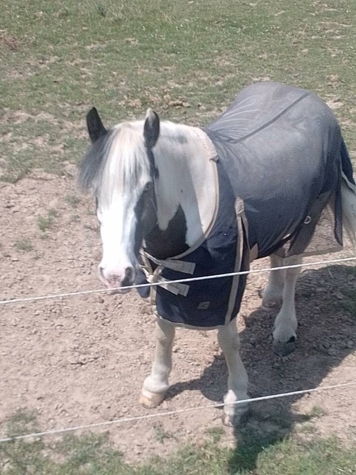 Merrie Tinker Te koop 2019 Bont