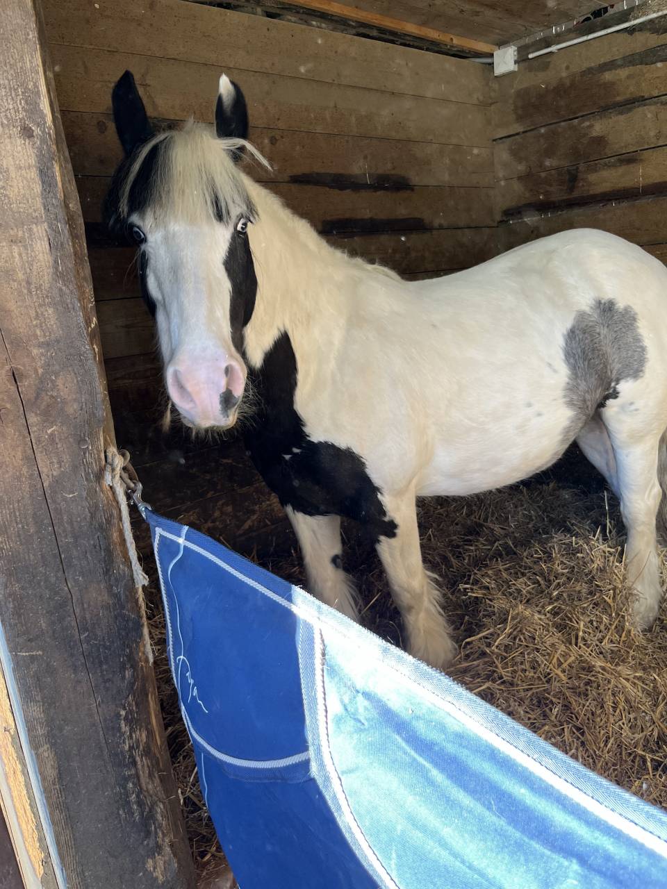 Merrie Tinker Te koop 2019 Bont