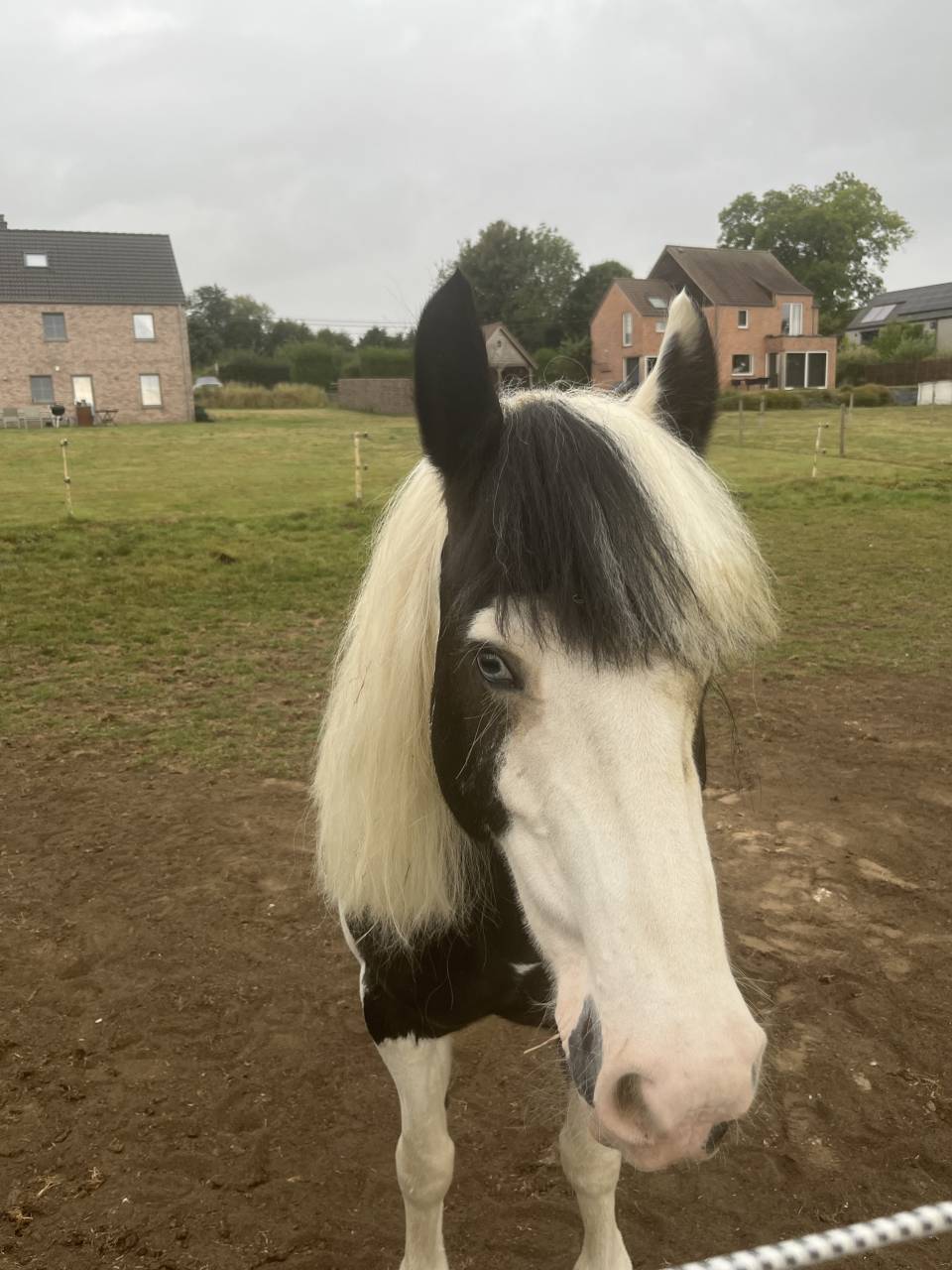 Merrie Tinker Te koop 2019 Bont