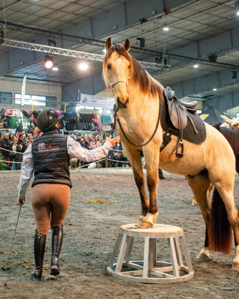 Ruin PRE Puur Ras Spaans Te koop 2021 Isabel