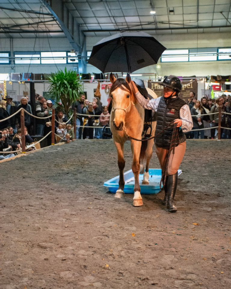 Ruin PRE Puur Ras Spaans Te koop 2021 Isabel