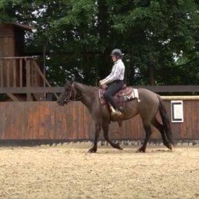 Merrie Quarter Horse Te koop 2020 Muisgrijs ,  JAZ GC DE PLATA