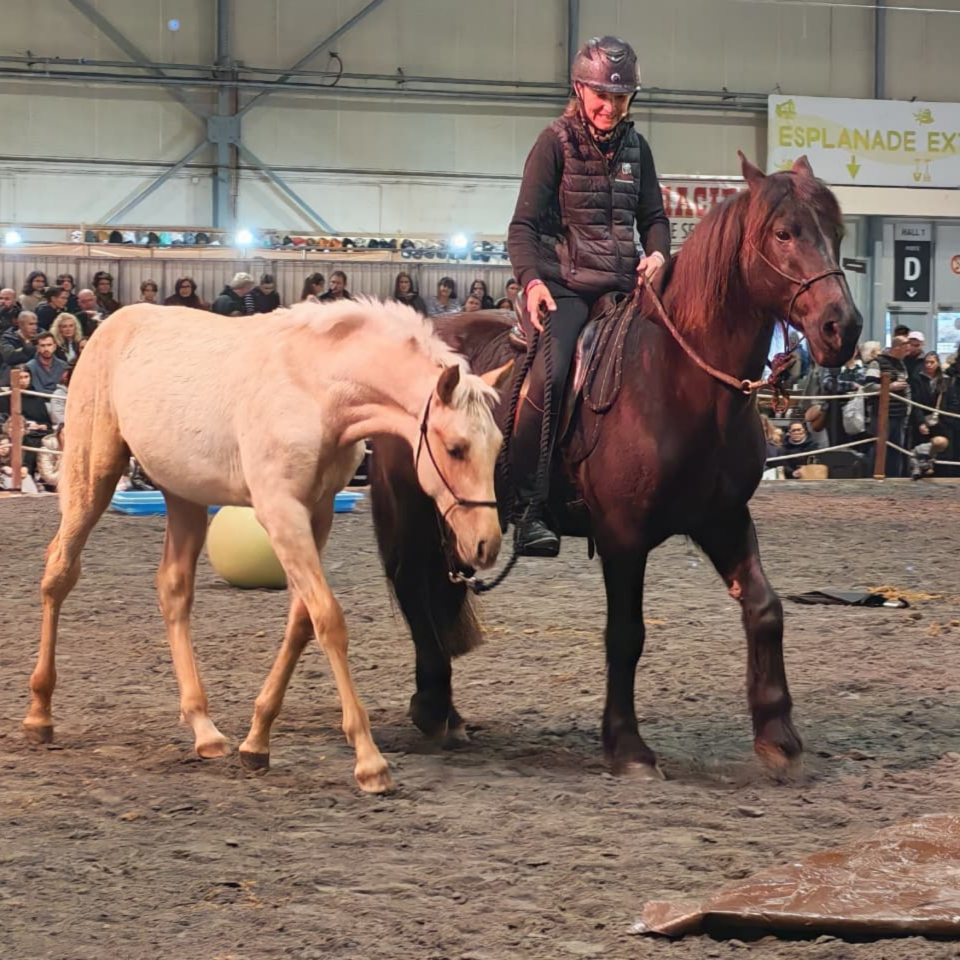 Veulen (ml) PRE Puur Ras Spaans Te koop 2025 Palomino ,  ADAGIO CALLER