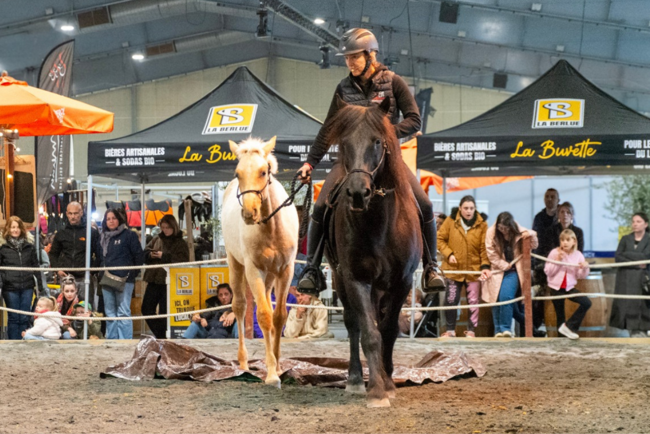 Veulen (ml) PRE Puur Ras Spaans Te koop 2025 Palomino ,  ADAGIO CALLER