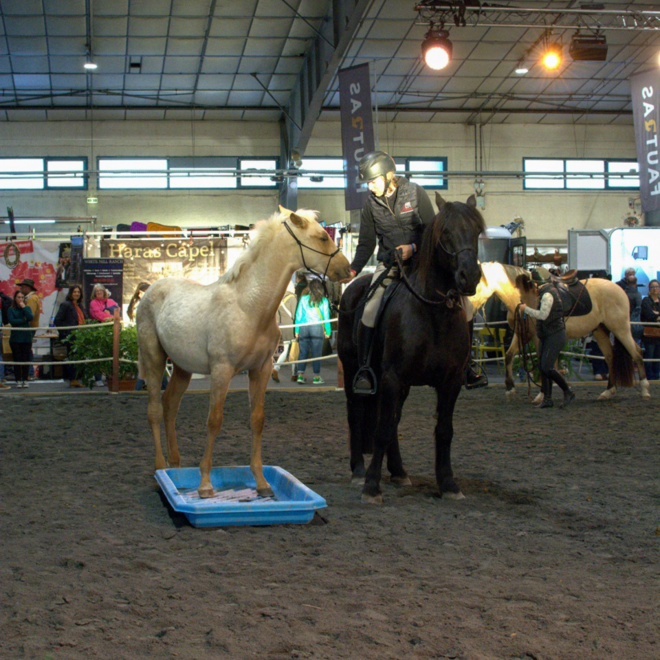 Veulen (ml) PRE Puur Ras Spaans Te koop 2025 Palomino ,  ADAGIO CALLER