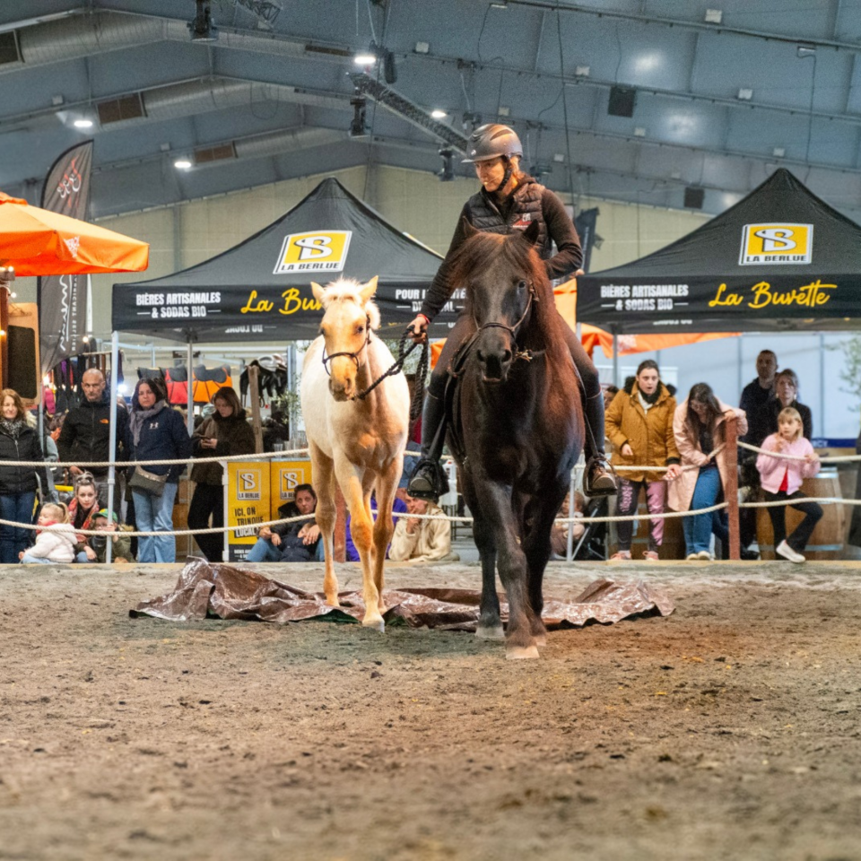 Veulen (ml) PRE Puur Ras Spaans Te koop 2025 Palomino ,  ADAGIO CALLER