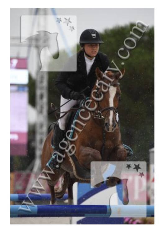 Ruin Franse rijpony PFS Te koop 2011 Vos ,  MEEPING CHA DE FLORYS