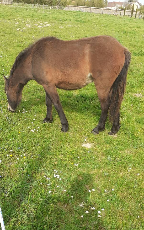 Veulen (ml) Dartmoor Te koop 2025 Donker bruin / bai