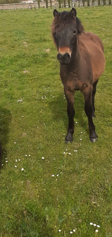 Veulen (ml) Dartmoor Te koop 2025 Donker bruin / bai