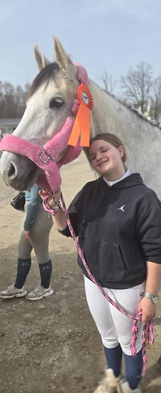 Ruin KWPN Nederlands sportpaard Te koop 2016 Schimmel