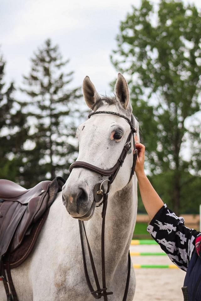 Ruin Iers sportpaard Te koop 2022 Schimmel ,  Don vhp z