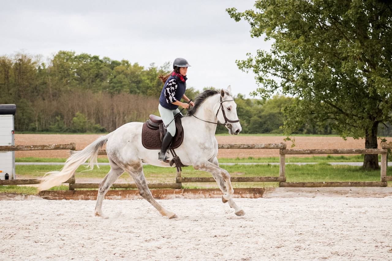 Ruin Iers sportpaard Te koop 2022 Schimmel ,  Don vhp z