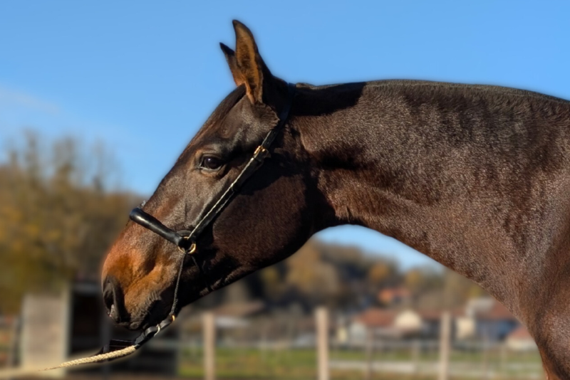 Merrie PRE Puur Ras Spaans Te koop 2021 Donker bruin / bai ,  DUQUE MP
