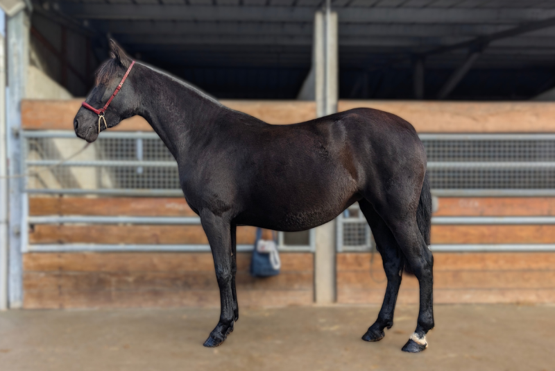 Merrie PRE Puur Ras Spaans Te koop 2022 Zwart ,  FILANTROPO