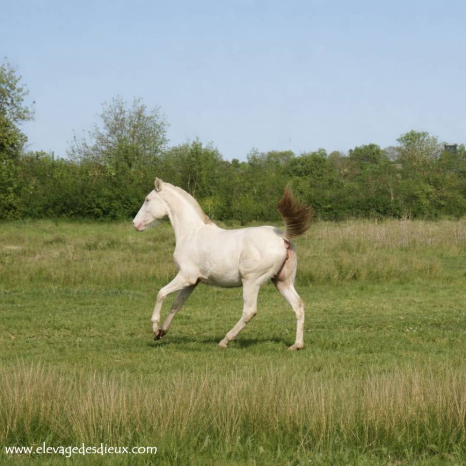 Veulen (vr) Creme Te koop 2025 Cr&egrave;me ,  ICE DREAM ONE