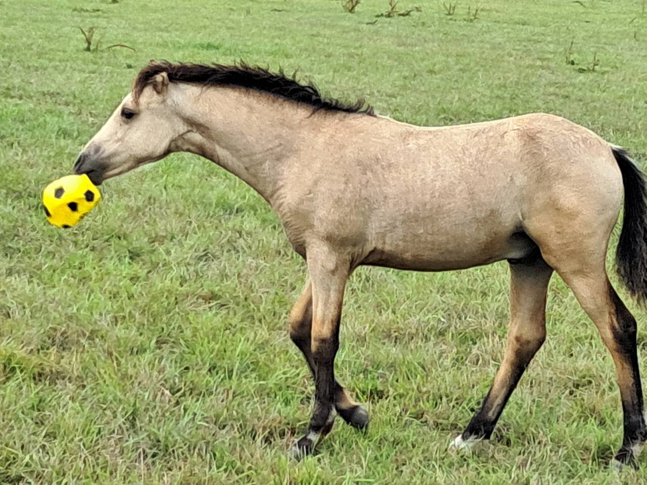 Hengst Welsh Partbred Te koop 2025 Isabel ,  H'ydris Mirys Dream