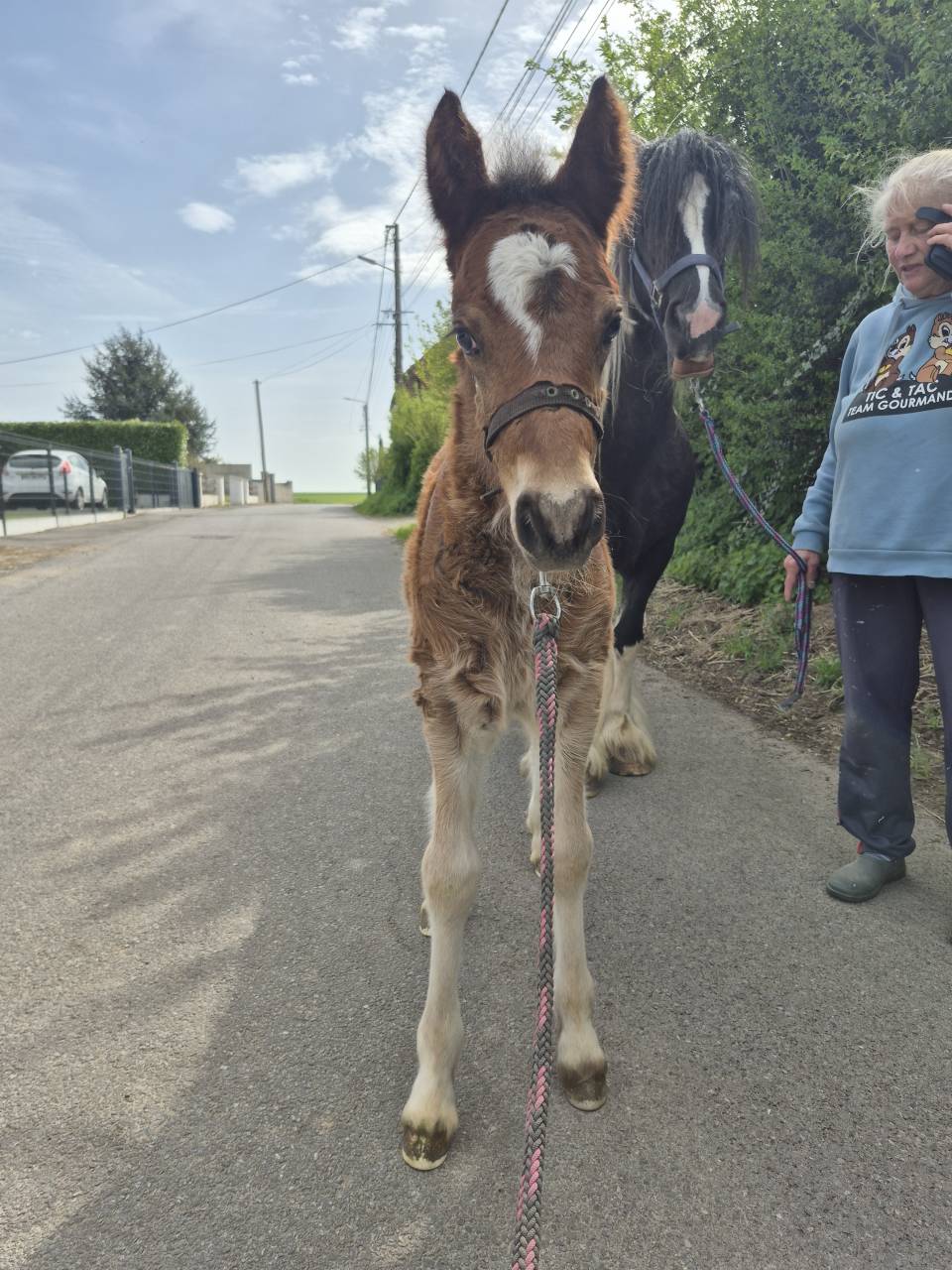 Veulen (ml) Andere pony rassen Te koop 2026 Donker bruin / bai ,  Frenchcornet d&rsquo;Odival
