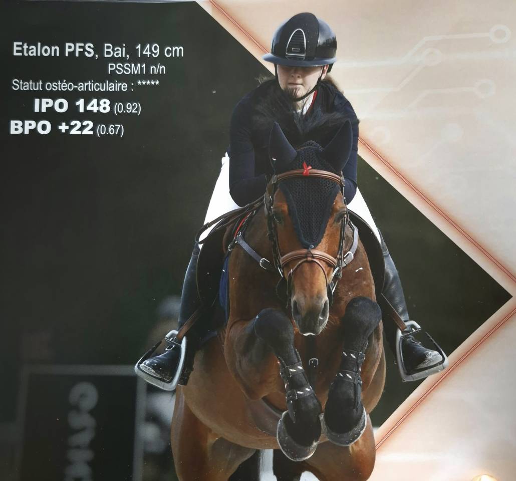 Veulen (ml) Andere pony rassen Te koop 2026 Donker bruin / bai ,  Frenchcornet d&rsquo;Odival