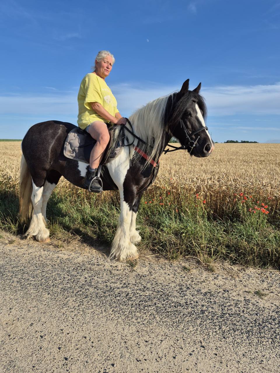 Veulen (ml) Andere pony rassen Te koop 2026 Donker bruin / bai ,  Frenchcornet d&rsquo;Odival