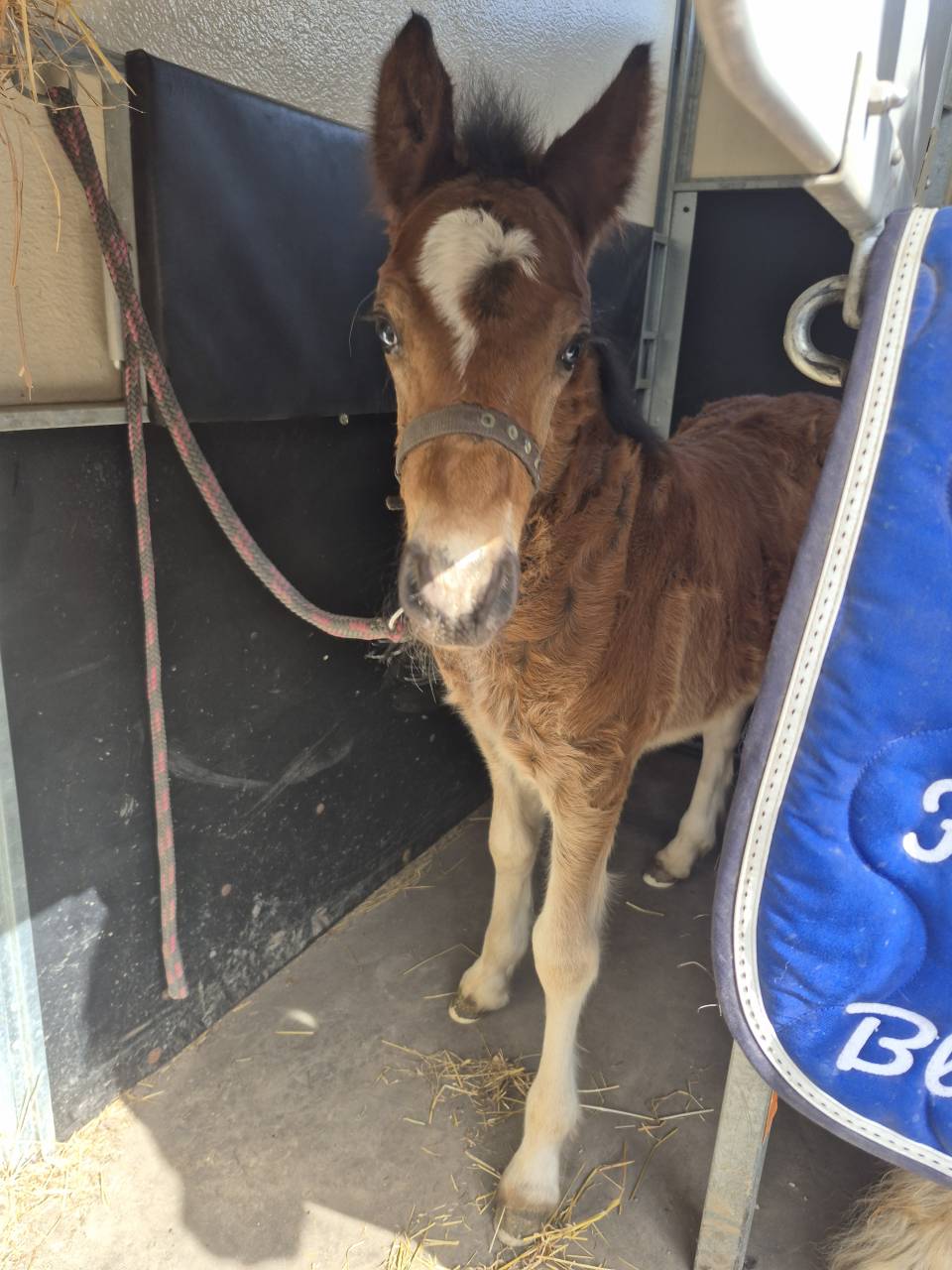 Veulen (ml) Andere pony rassen Te koop 2026 Donker bruin / bai ,  Frenchcornet d&rsquo;Odival