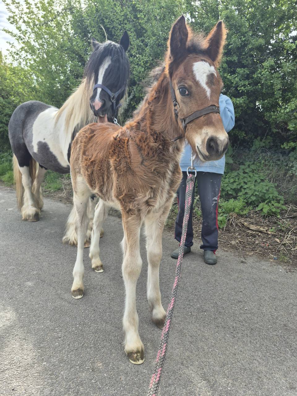 Veulen (ml) Andere pony rassen Te koop 2026 Donker bruin / bai ,  Frenchcornet d&rsquo;Odival