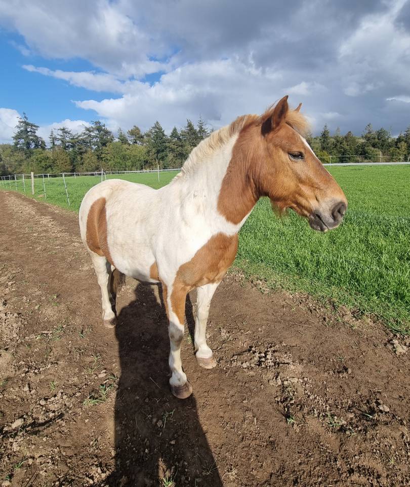 Ruin Pottok Te koop 2015 Bont