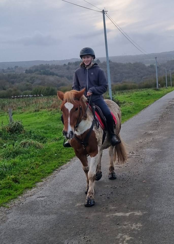 Ruin Pottok Te koop 2015 Bont