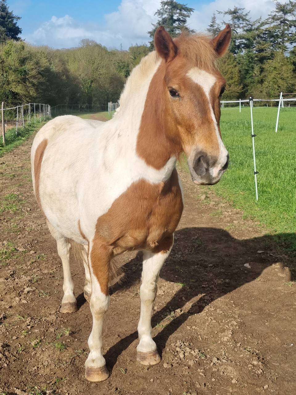 Ruin Pottok Te koop 2015 Bont