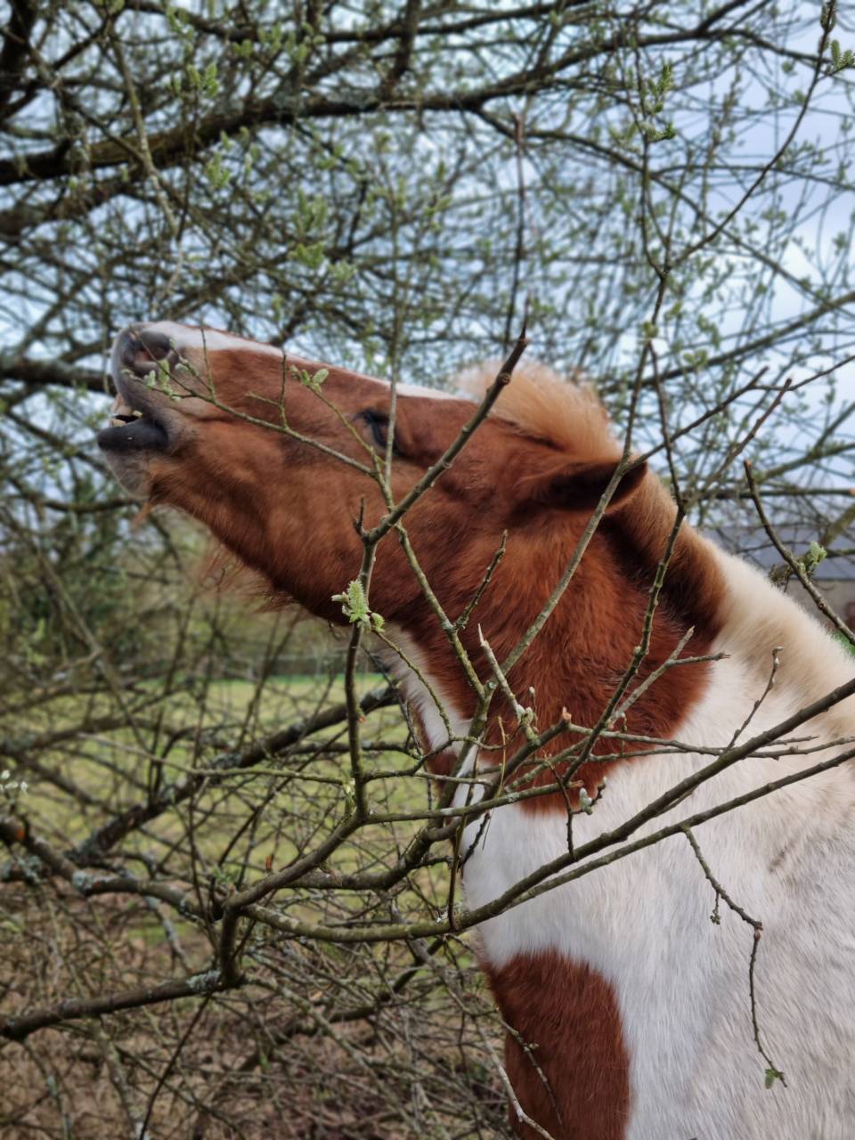 Ruin Pottok Te koop 2015 Bont