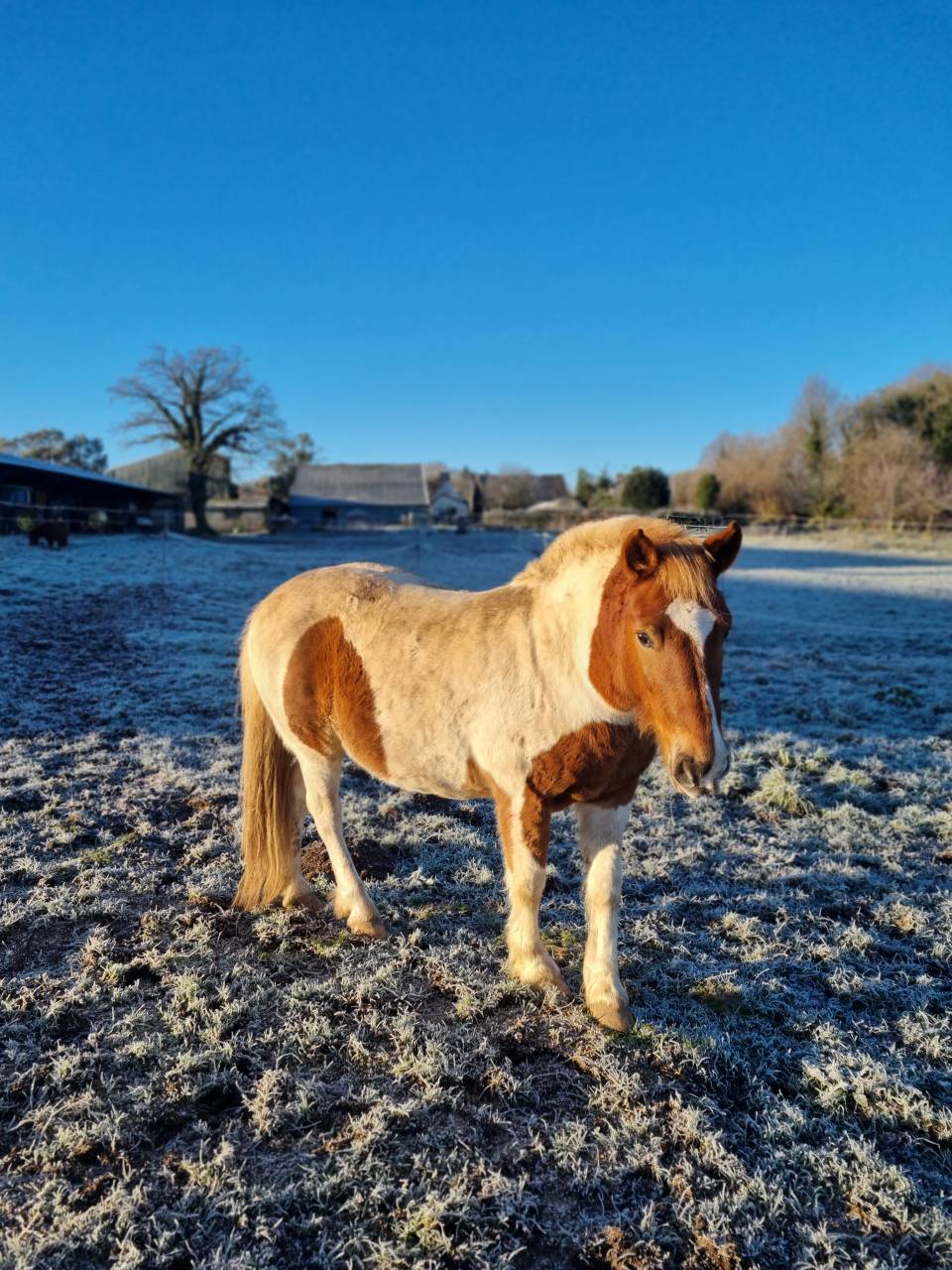 Ruin Pottok Te koop 2015 Bont