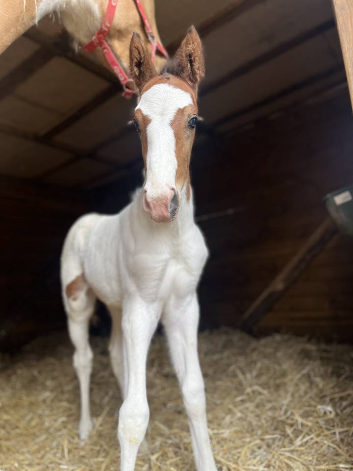 Veulen (ml) Selle Fran&ccedil;ais Te koop 2026 Bont
