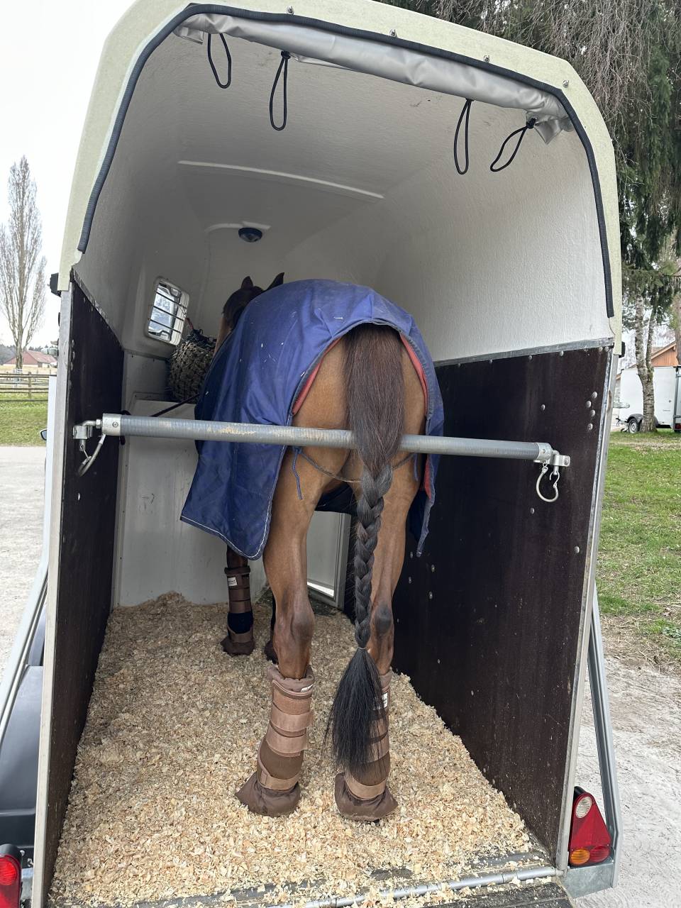 Paardentrailers Blomert T1 1,5 Paard 2016 Tweedehands