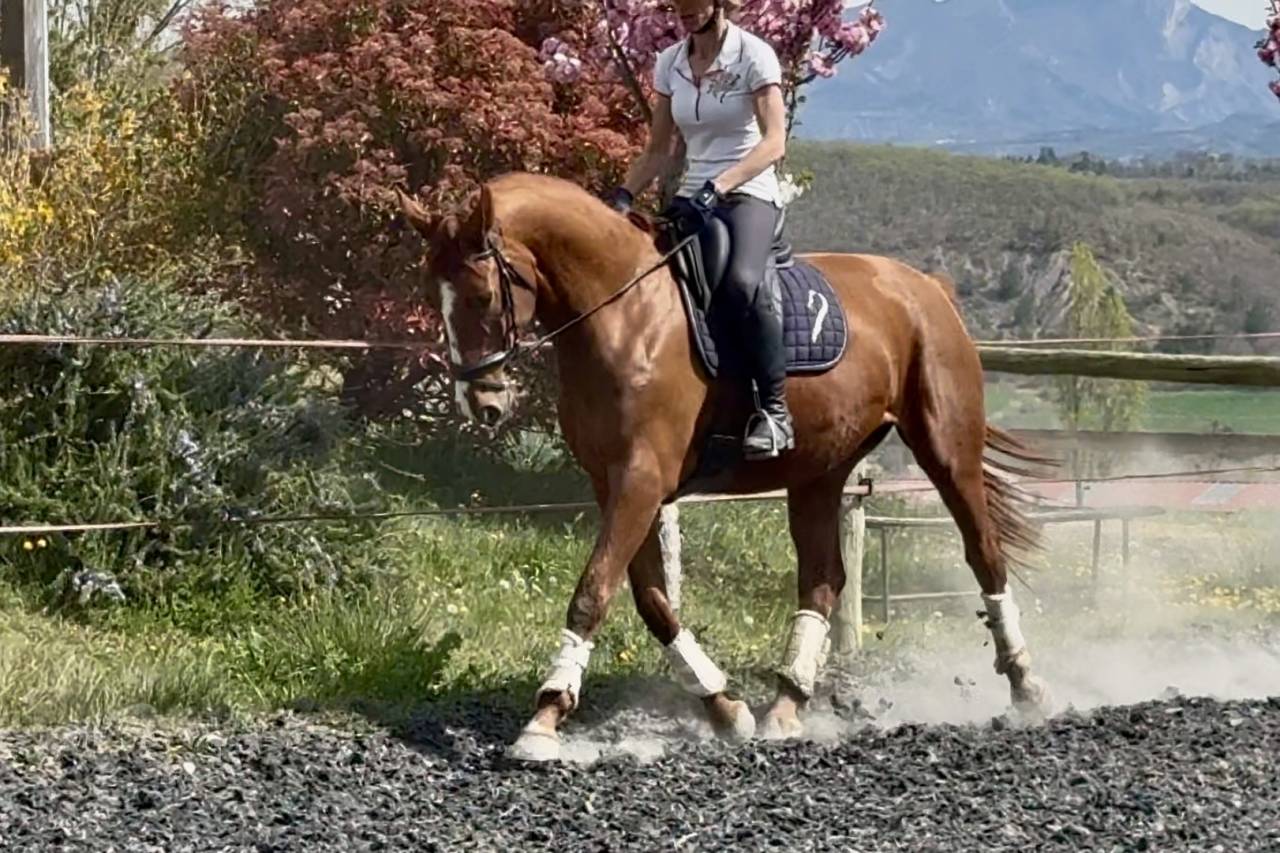 Merrie Selle Fran&ccedil;ais Te koop 2021 Vos ,  asti spumante