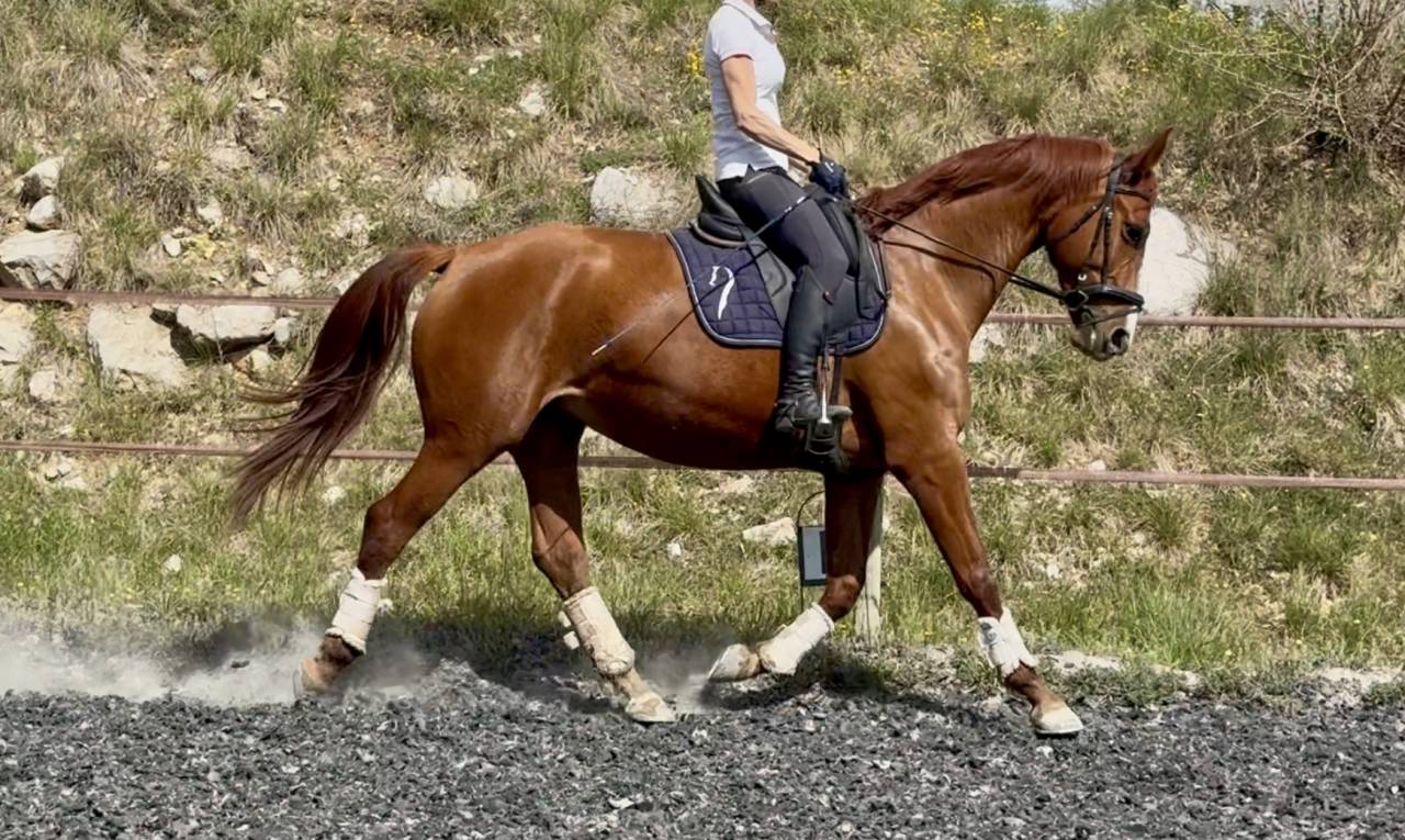 Merrie Selle Fran&ccedil;ais Te koop 2021 Vos ,  asti spumante