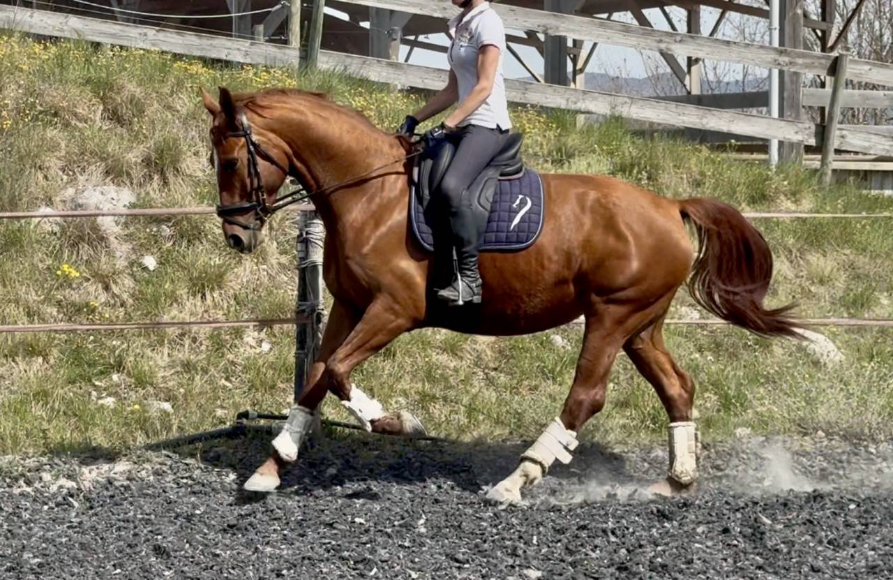 Merrie Selle Fran&ccedil;ais Te koop 2021 Vos ,  asti spumante