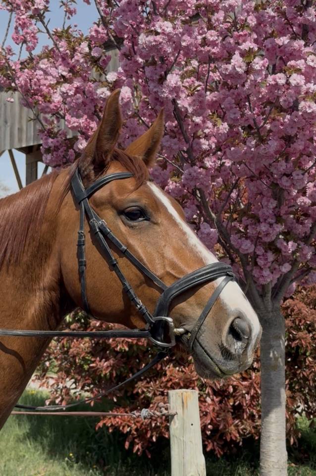 Merrie Selle Fran&ccedil;ais Te koop 2021 Vos ,  asti spumante