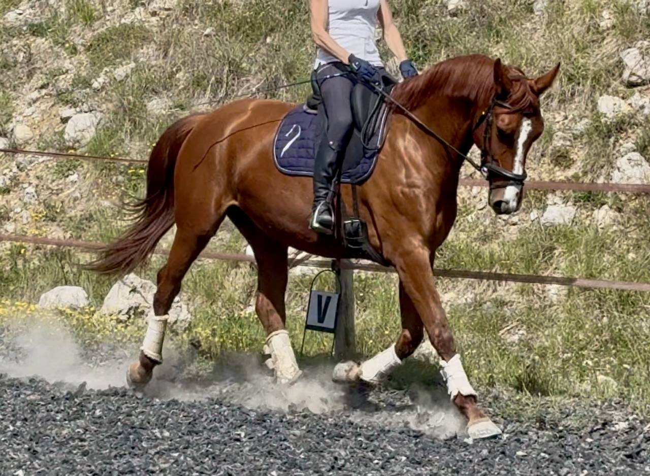 Merrie Selle Fran&ccedil;ais Te koop 2021 Vos ,  asti spumante