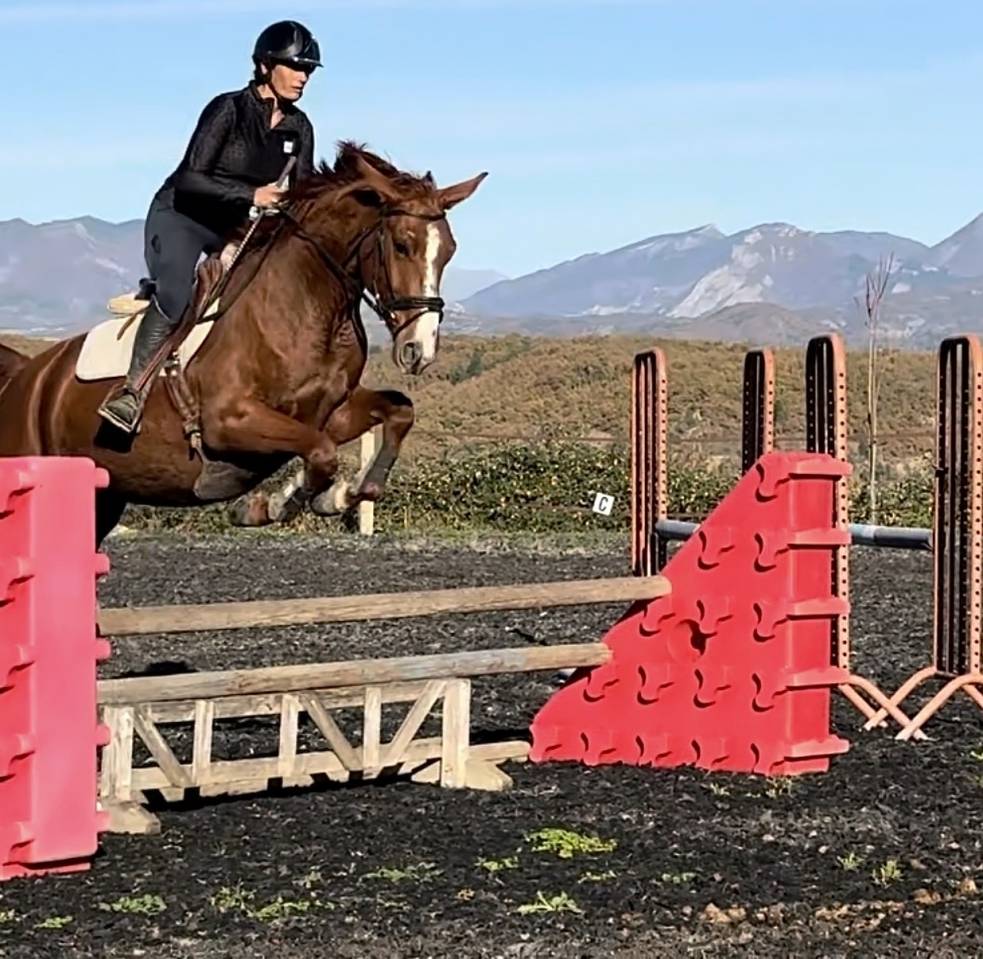 Merrie Selle Fran&ccedil;ais Te koop 2021 Vos ,  asti spumante