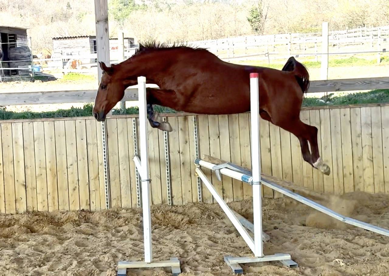 Merrie Selle Fran&ccedil;ais Te koop 2021 Vos ,  asti spumante