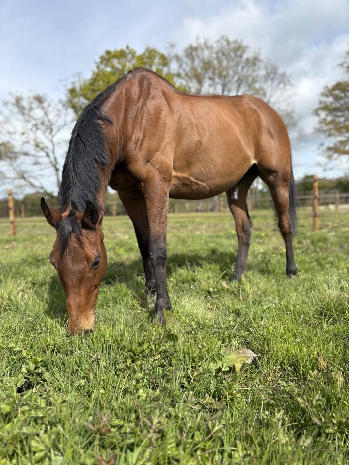 Ruin Volbloed Te koop 2016 Donker bruin / bai