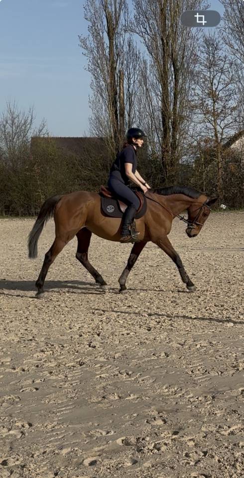 Ruin Volbloed Te koop 2016 Donker bruin / bai