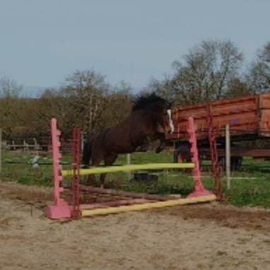 Merrie Connemara Te koop 2021 Donker bruin / bai ,  TITUS DE LIAF