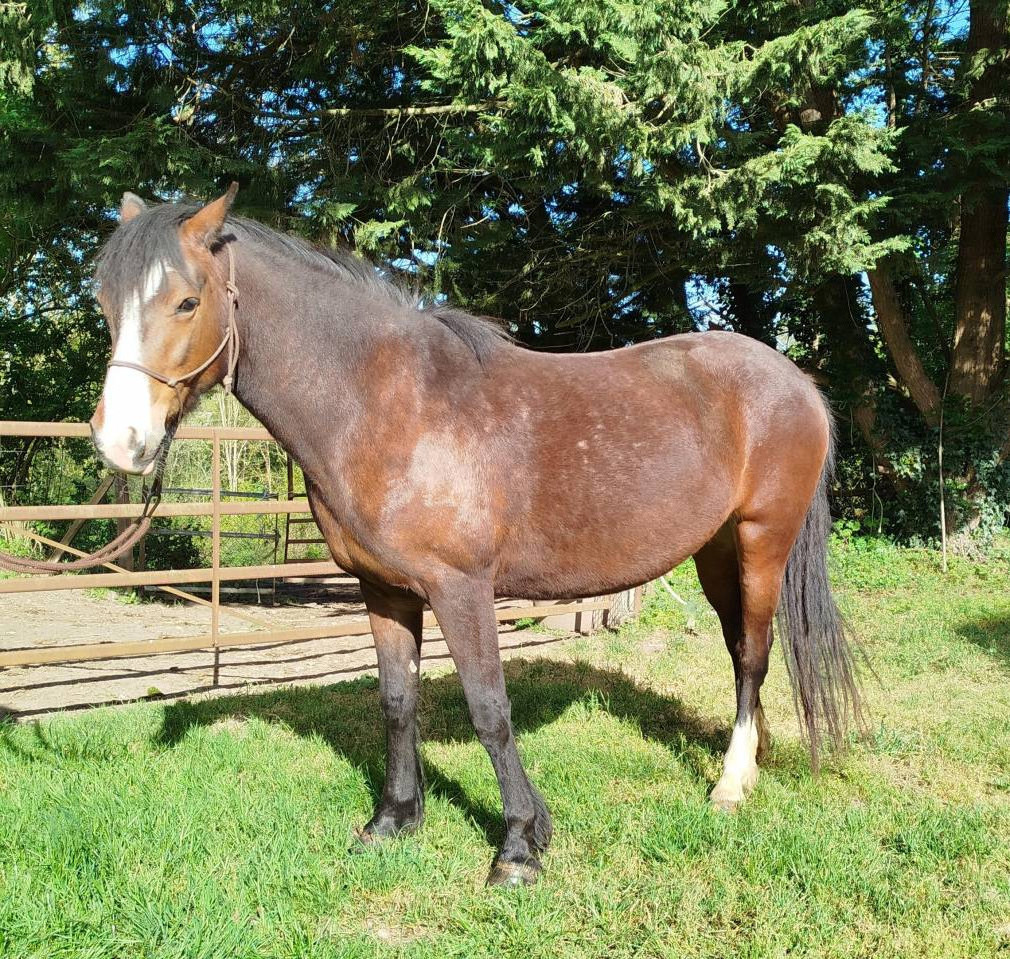 Merrie Connemara Te koop 2021 Donker bruin / bai ,  TITUS DE LIAF
