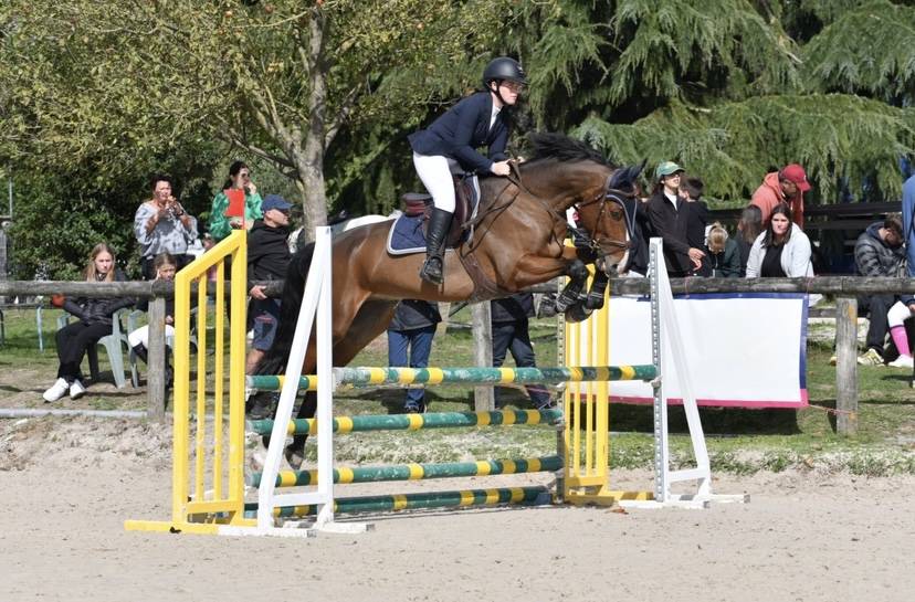 Ruin Franse rijpony PFS Te koop 2016 Donker bruin / bai ,  Checkdam du Givre