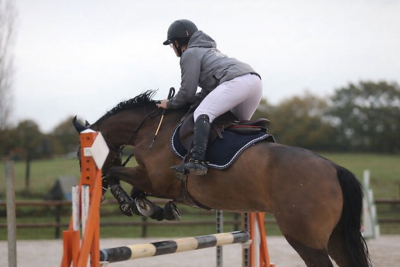 Ruin Franse rijpony PFS Te koop 2016 Donker bruin / bai ,  Checkdam du Givre