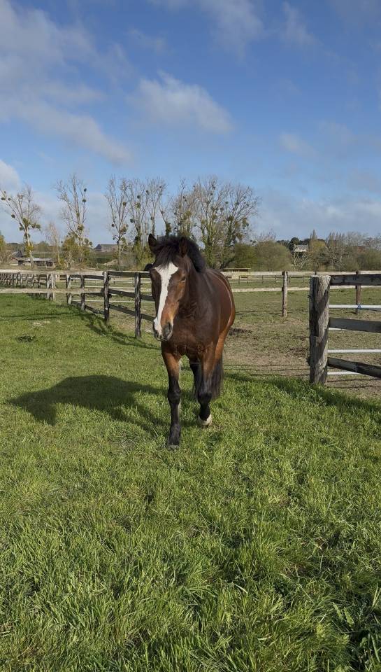 Ruin Franse rijpony PFS Te koop 2016 Donker bruin / bai ,  Checkdam du Givre
