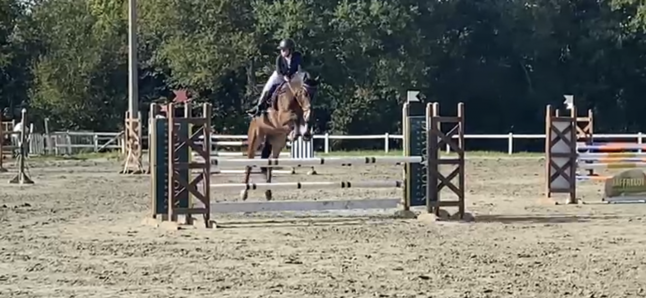 Ruin Franse rijpony PFS Te koop 2016 Donker bruin / bai ,  Checkdam du Givre